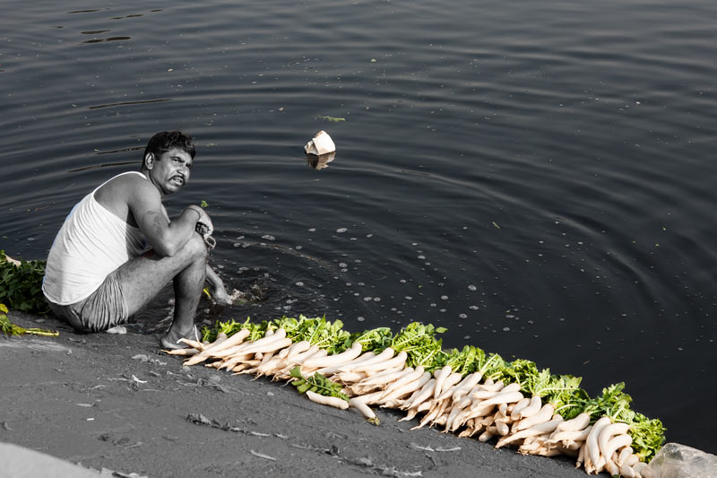 Wastewater Reuse: Vegetables being cleaned for the market using wastewater from Agra Canal in South-East district, National Capital Territory of Delhi